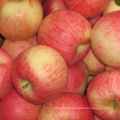 manufacturer price top guality fresh royal fruit gala apple